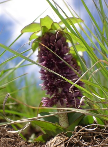 Eucomis schijffii similar at top and bottom